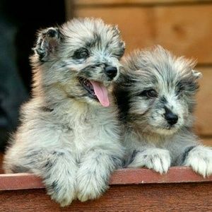 Meet your Posher, Carolyn